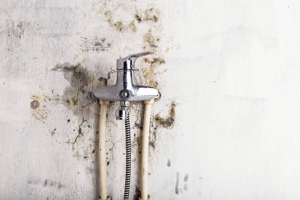 Best Black Mold Removal  in Centerville, SC