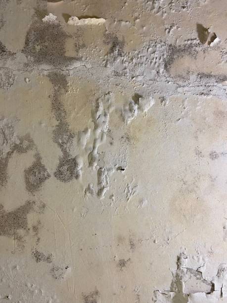 Mold Testing and Removal in Centerville, SC